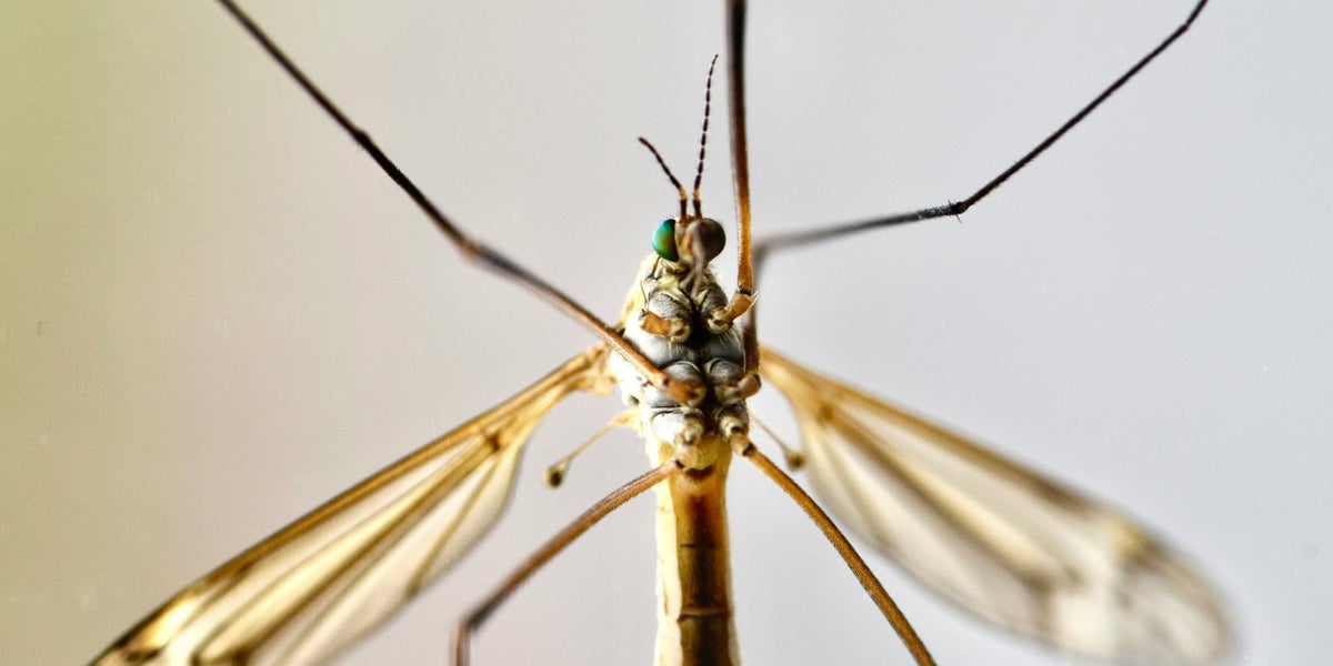 Are Daddy Longlegs Really 'The Most Venomous Spider In The World'?