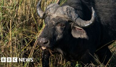 More than 80 buffaloes drown after falling off cliff