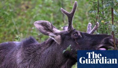 Footloose moose moved to reserve after chaotic summer in Austria went viral | Austria