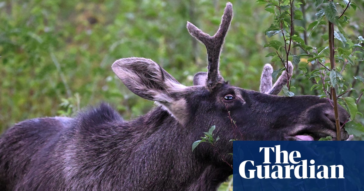 Footloose moose moved to reserve after chaotic summer in Austria went viral | Austria