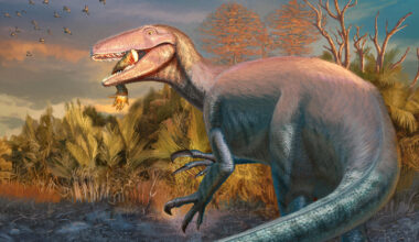 Joaquinraptor life reconstruction med res.