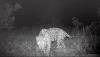 An image still of a jaguar captured on a camera trap.