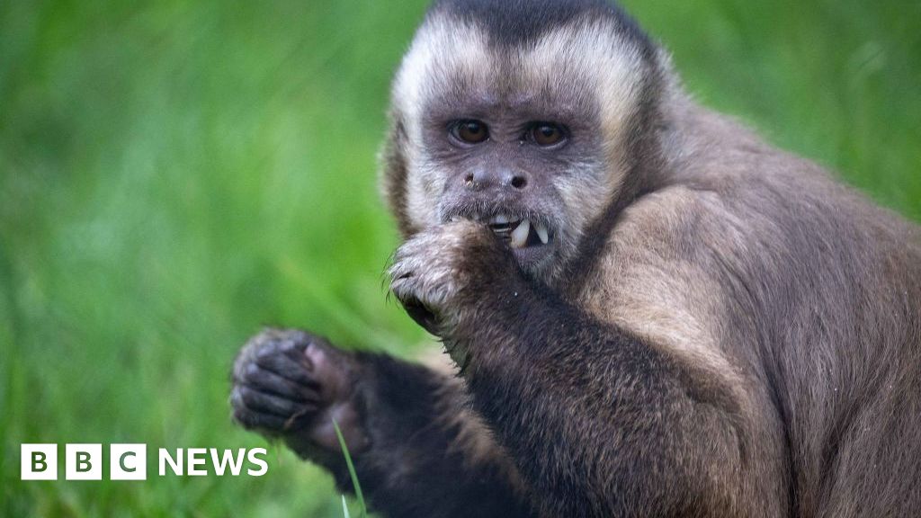 Escaped monkey 'went for a stroll' in Co Donegal
