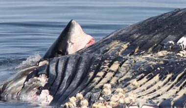 Curious great white makes waves for N.S. tour passengers