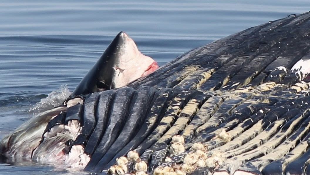 Curious great white makes waves for N.S. tour passengers