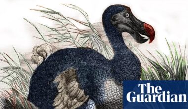 Scientists claim they’ve made ‘pivotal step’ in bringing back the dodo for first time in 300 years | Science