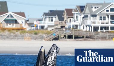 Dodging New York traffic: how hundreds of whales are on a collision course with ships and boats | Global development