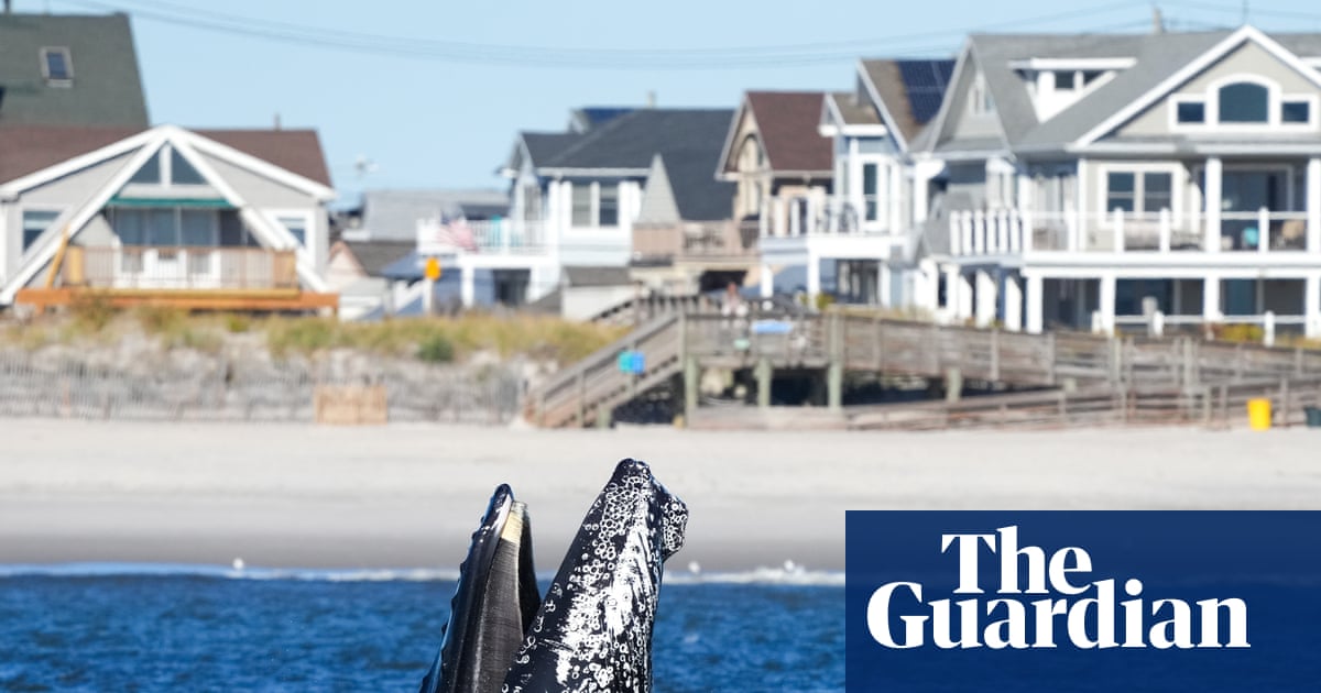 Dodging New York traffic: how hundreds of whales are on a collision course with ships and boats | Global development