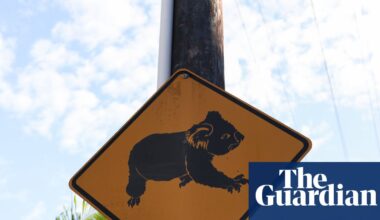 Minns’s $140m great koala national park will ‘obliterate’ regional towns, Coalition claims | New South Wales