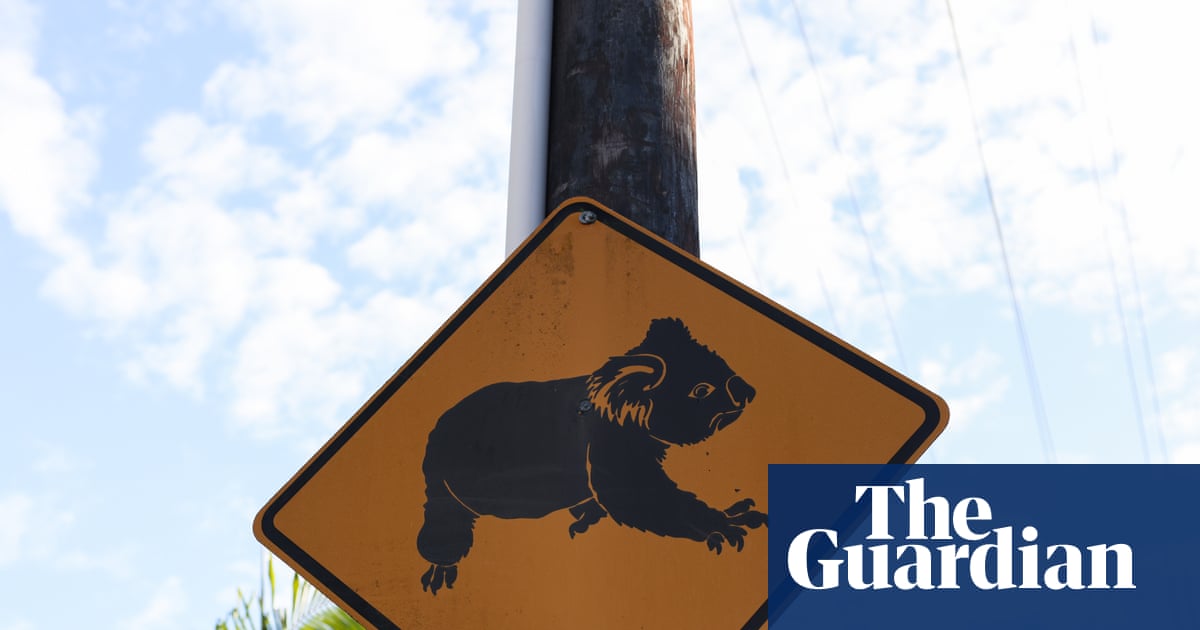 Minns’s $140m great koala national park will ‘obliterate’ regional towns, Coalition claims | New South Wales