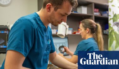 ‘It’s difficult to catch a koala’: how will Australia’s newly approved koala chlamydia vaccine work? | Wildlife