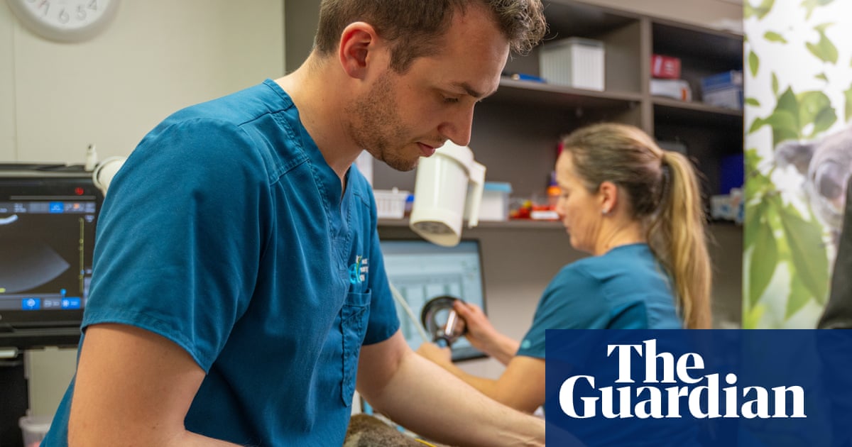 ‘It’s difficult to catch a koala’: how will Australia’s newly approved koala chlamydia vaccine work? | Wildlife