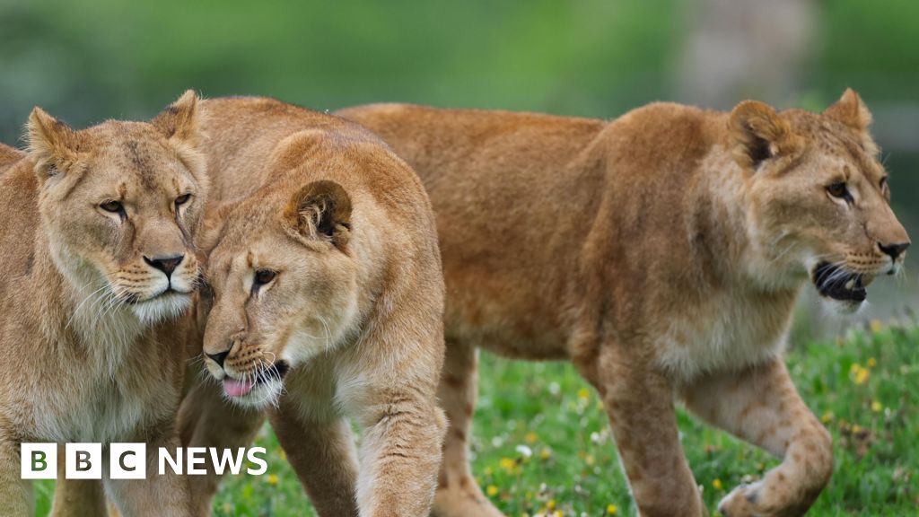 Yorkshire Wildlife Park rescues three lions from war-torn Ukraine
