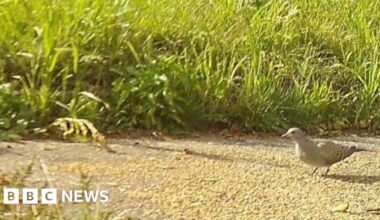 Rare turtle doves have baby in new home in Minster