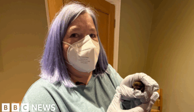 Bat crashes into car in Sunderland after '1,000-mile trip'