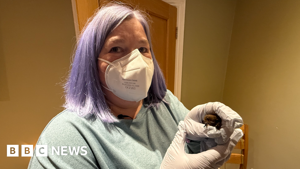 Bat crashes into car in Sunderland after '1,000-mile trip'