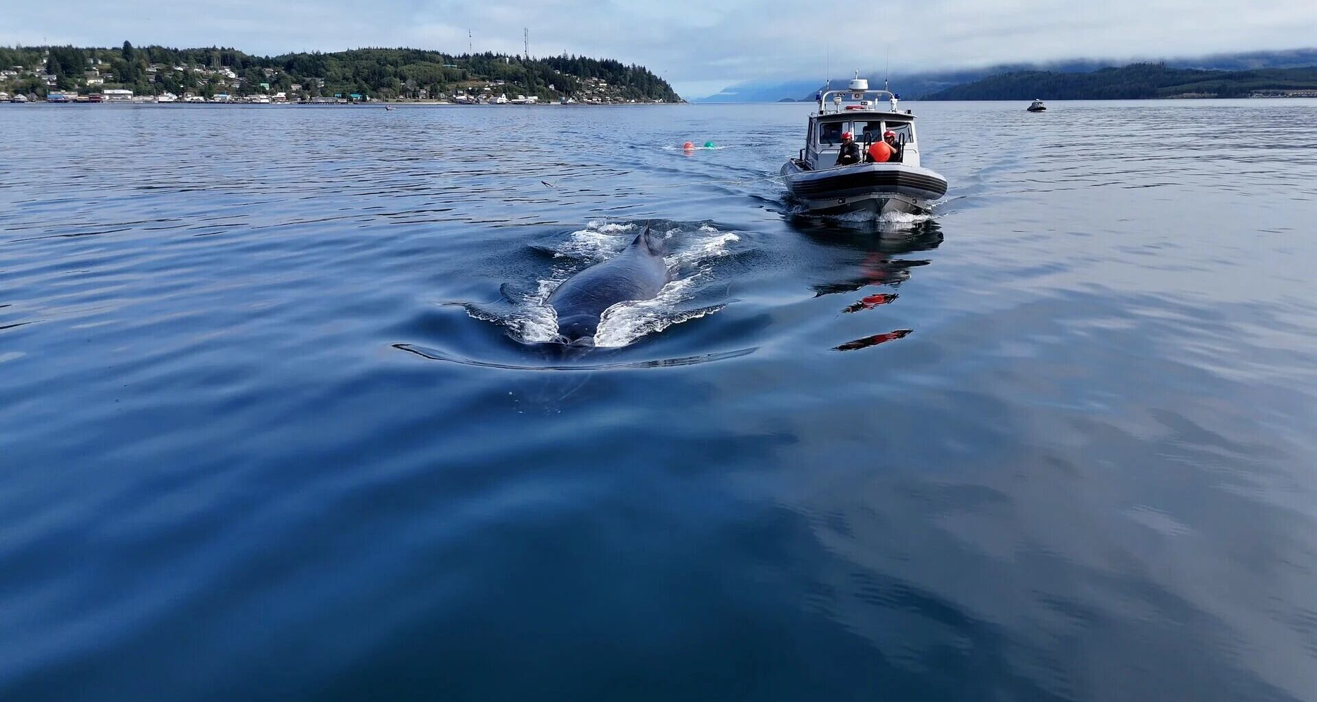 Tutu the humpback whale is freed from 150 metres of fishing gear off Vancouver Island