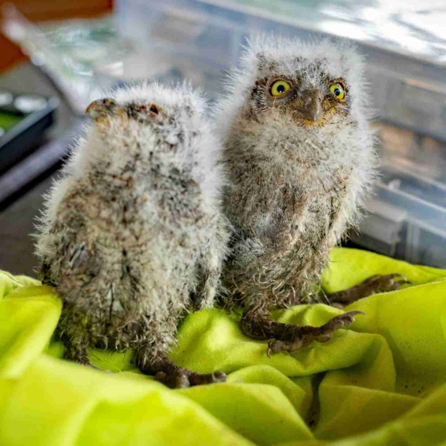 Two baby Eurasian owls sit with wide eyes on a yellow towel
