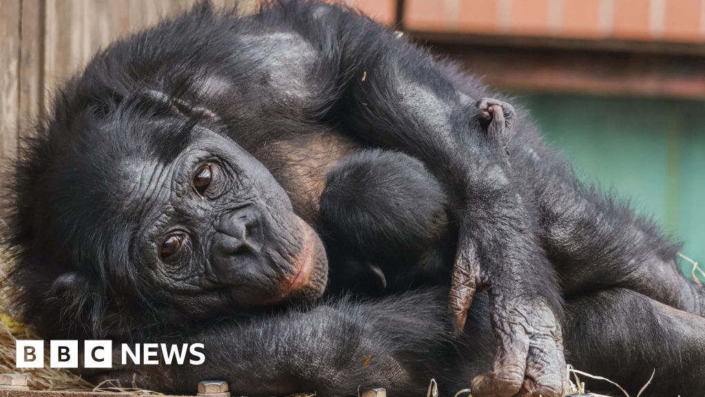 Endangered bonobo born at Twycross Zoo in 'extraordinary moment'