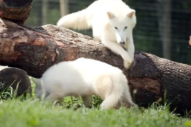 Colossal Sciences Dire Wolves