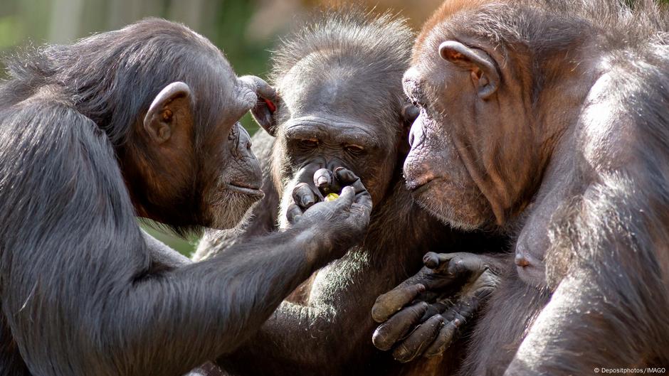 Chimps regularly consume alcohol, study finds – DW – 09/27/2025