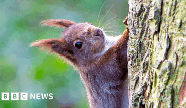 Ceredigion forest turbine plans 'threaten' red squirrel colony