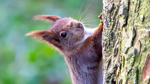 Getty Images Red squirrel stopping to stare while climbing a vertical tree trunk