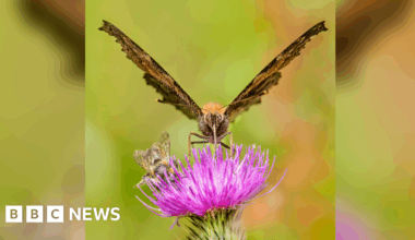 Butterfly and bee picture wins Wiltshire wildlife photo contest