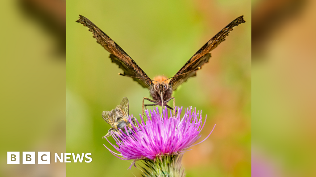 Butterfly and bee picture wins Wiltshire wildlife photo contest