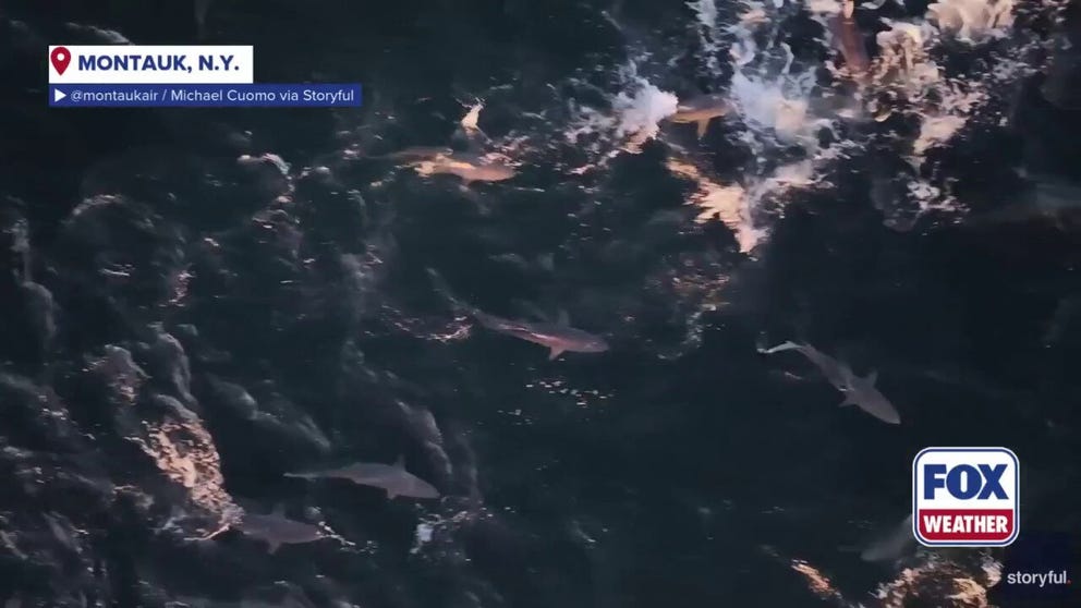 A drone video recorded off Montauk, New York, shows hundreds of spinner sharks swimming and jumping out of the water off Long Island.