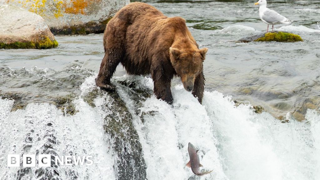 'Go big or go home!' Voting opens in Fat Bear Week