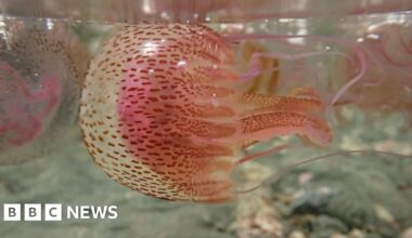 Dangerous mauve stingers jellyfish spotted off Welsh beaches