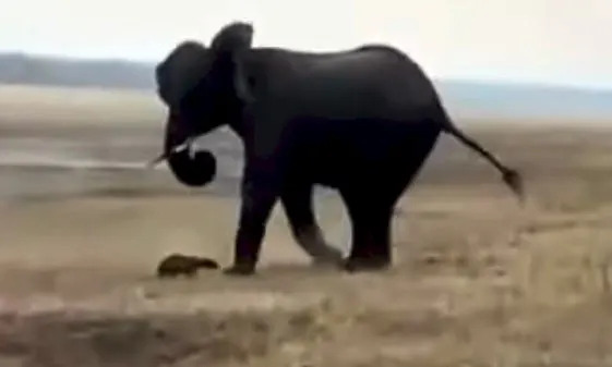 The honey badger was relentless in its quest to keep an elephant away from the watering hole.
