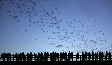 Thousands of tourists gather on a Texan bridge to watch millions of bats ‘dance’ at dusk each year – here’s why