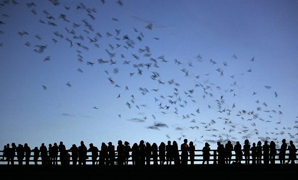 Thousands of tourists gather on a Texan bridge to watch millions of bats ‘dance’ at dusk each year – here’s why