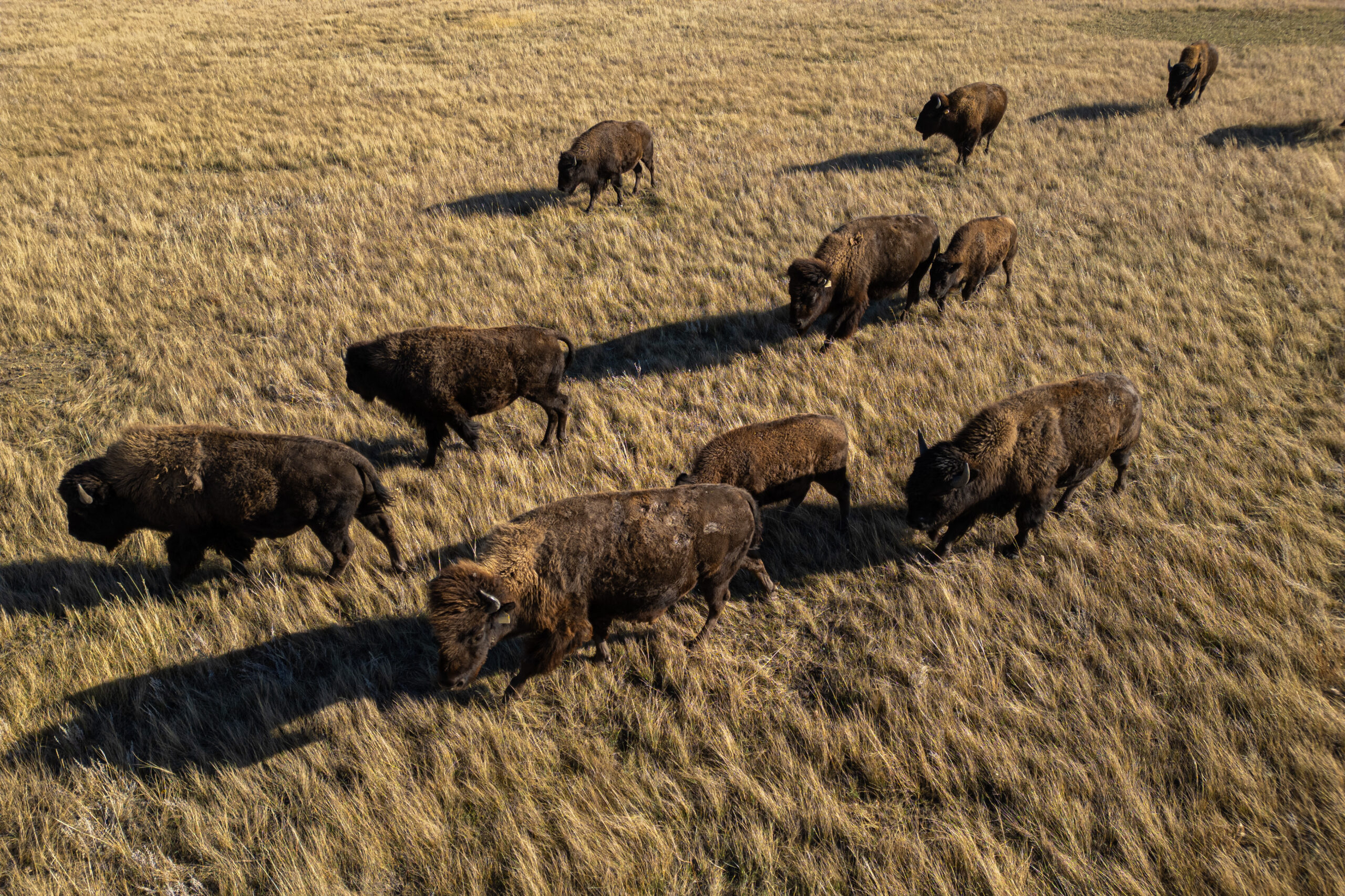 A herd of bison grazes on the Kainai Nation.