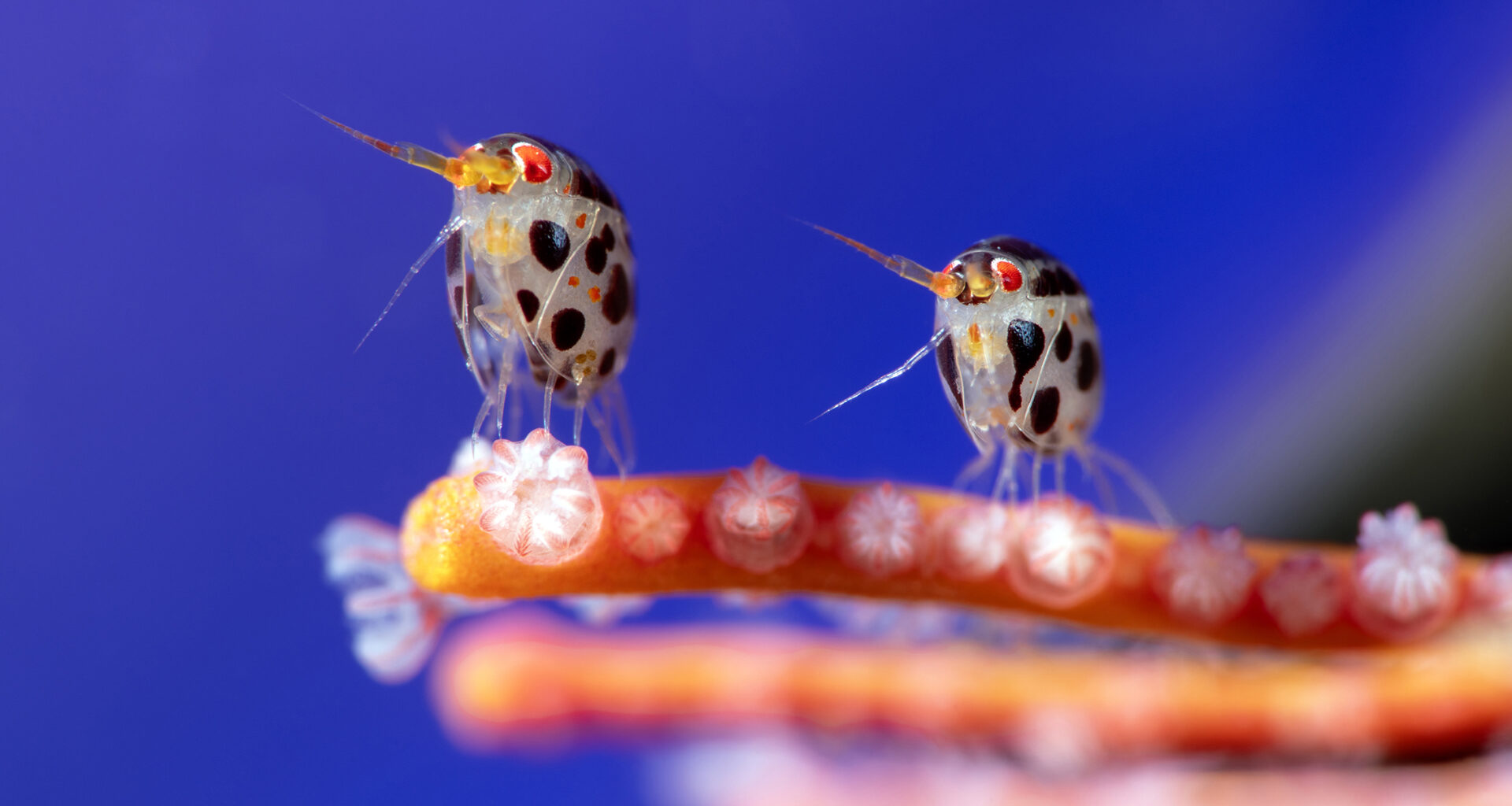 Two tiny, spotted shrimp perched on a colorful coral structure against a vibrant blue background, showcasing intricate details