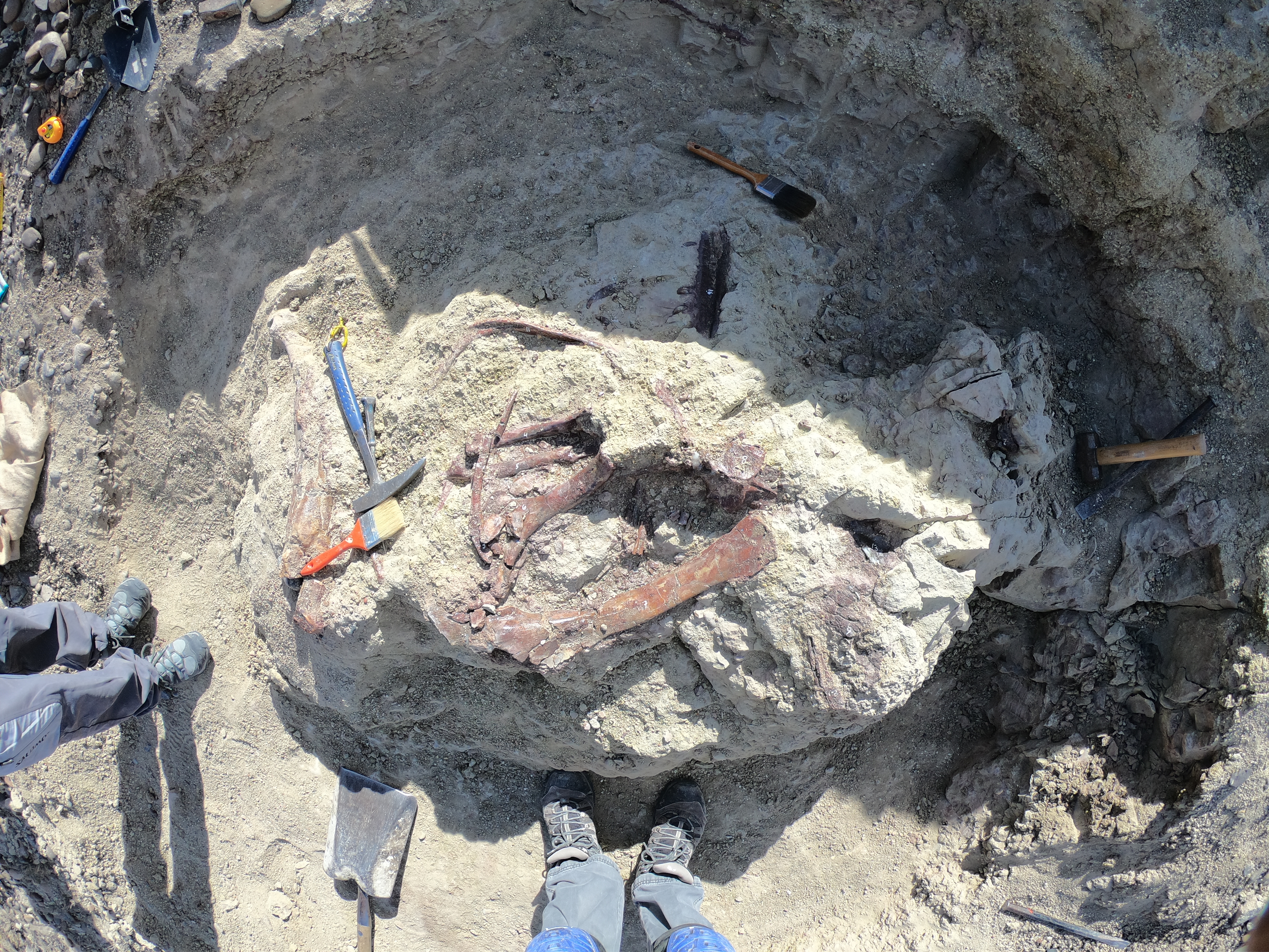 Joaquinraptor bones in quarry.