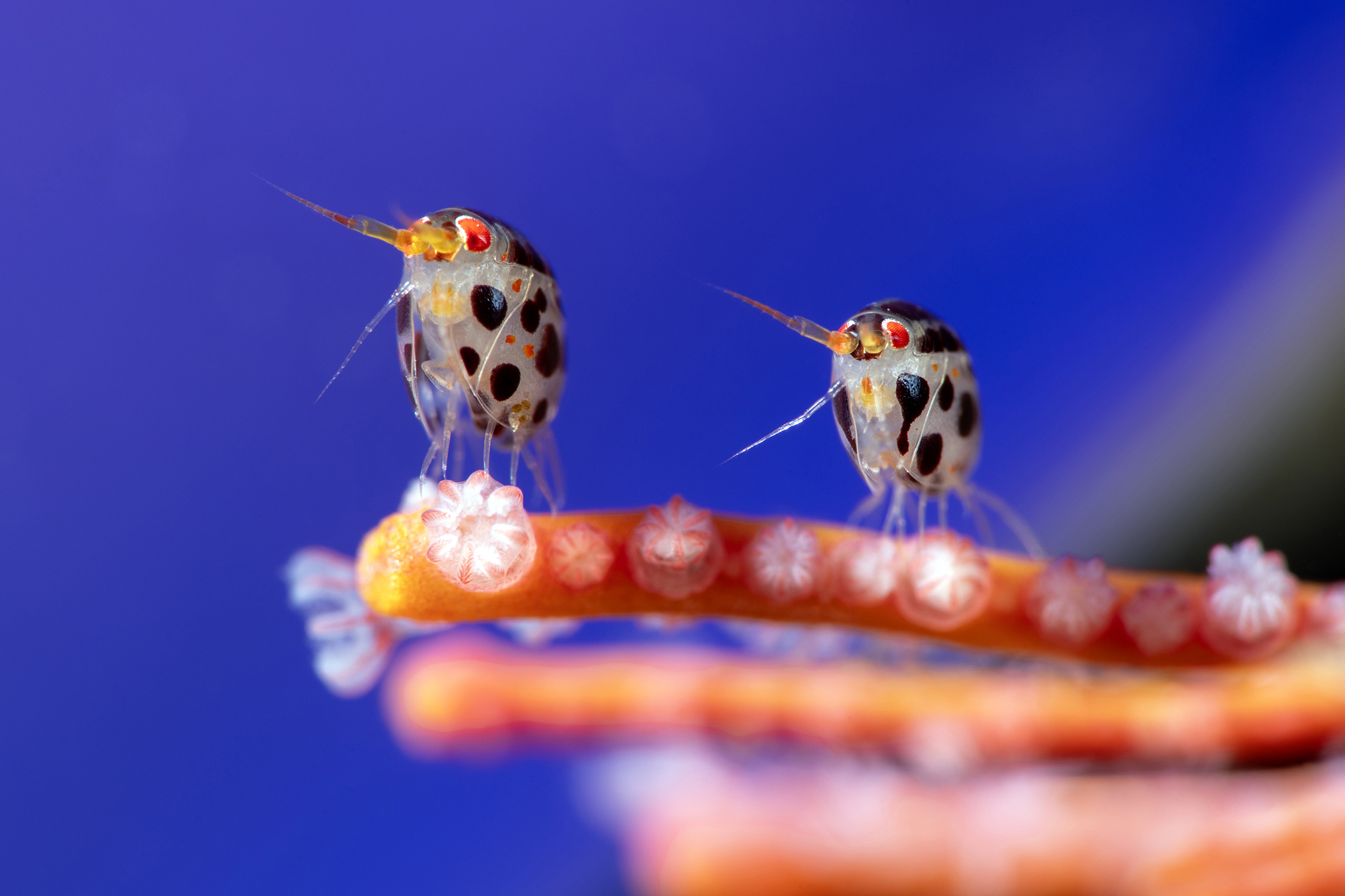 Two tiny, spotted shrimp perched on a colorful coral structure against a vibrant blue background, showcasing intricate details