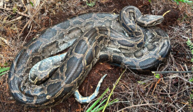 Burmese python after vomiting up the deer.