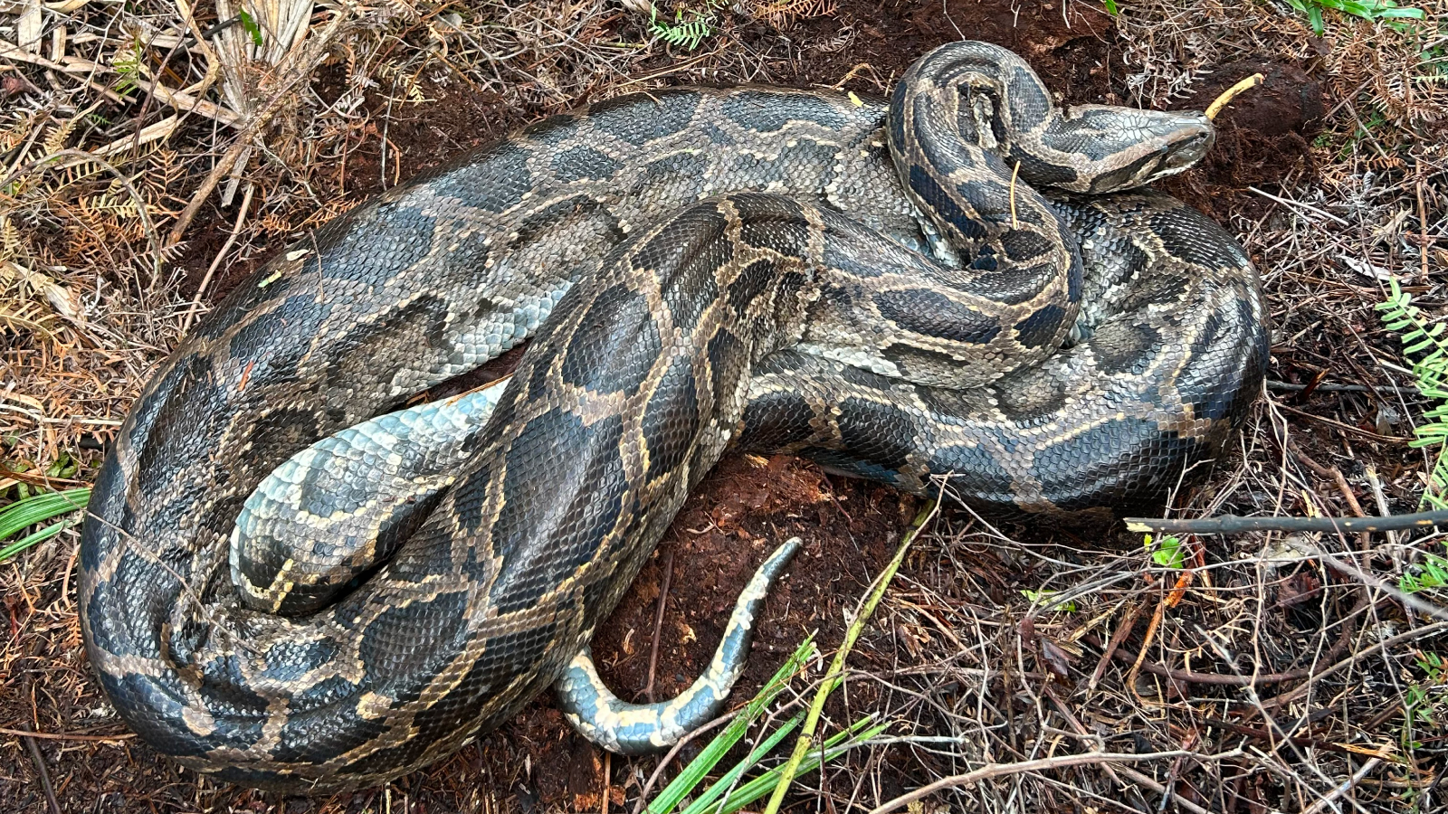 Burmese python after vomiting up the deer.