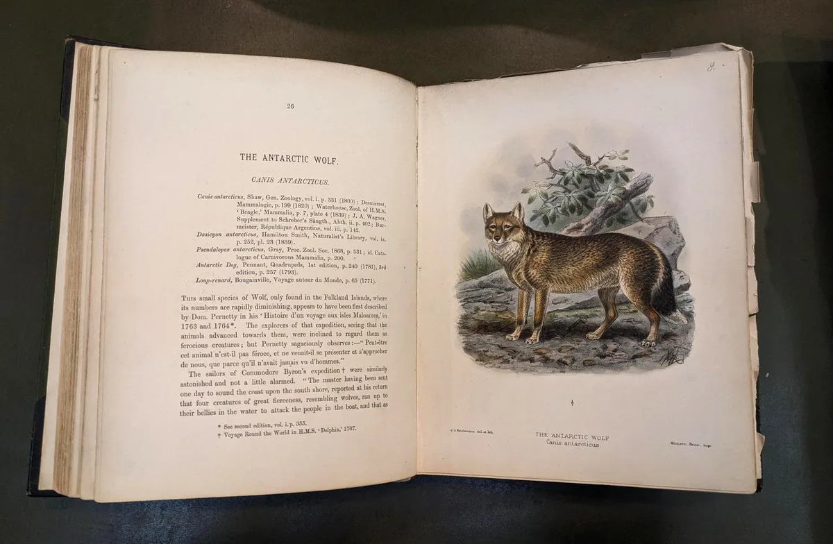 Drawing of Falklands Island Wolf