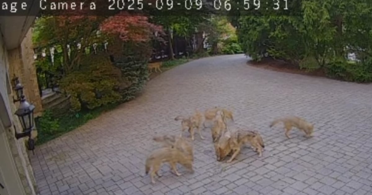Vaughan coyote problems: Residents speak out