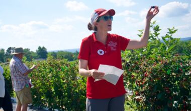 Prickle-free gene in blackberries found