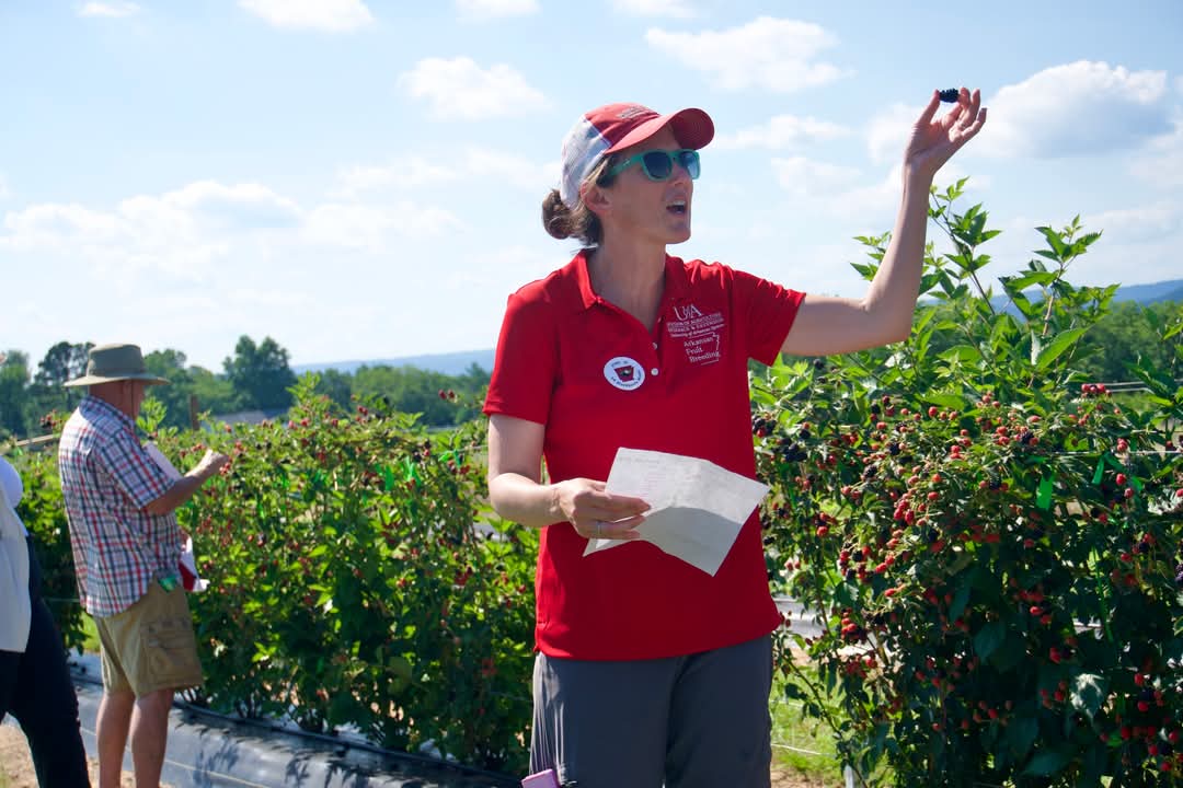 Prickle-free gene in blackberries found