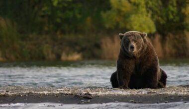 Fat Bear Week madness begins tomorrow