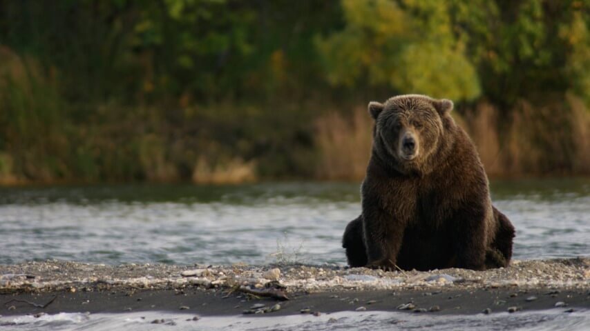 Fat Bear Week madness begins tomorrow