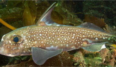 Why Not Have A Rod Of Teeth On Your Forehead For Sex Reasons?