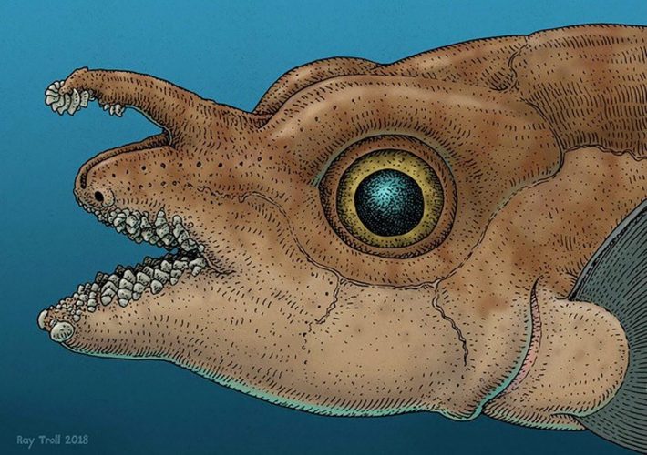 A University of Washington-led research team identified teeth on the tenaculum of adult male spotted ratfish. They found evidence of a similar structure in fossils from ancient relatives of the ratfish, brought back to life here by local artist Ray Troll.