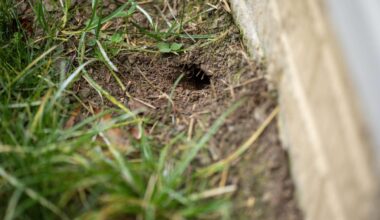 Here’s How To Identify What Animal Is Digging Holes In Your Yard